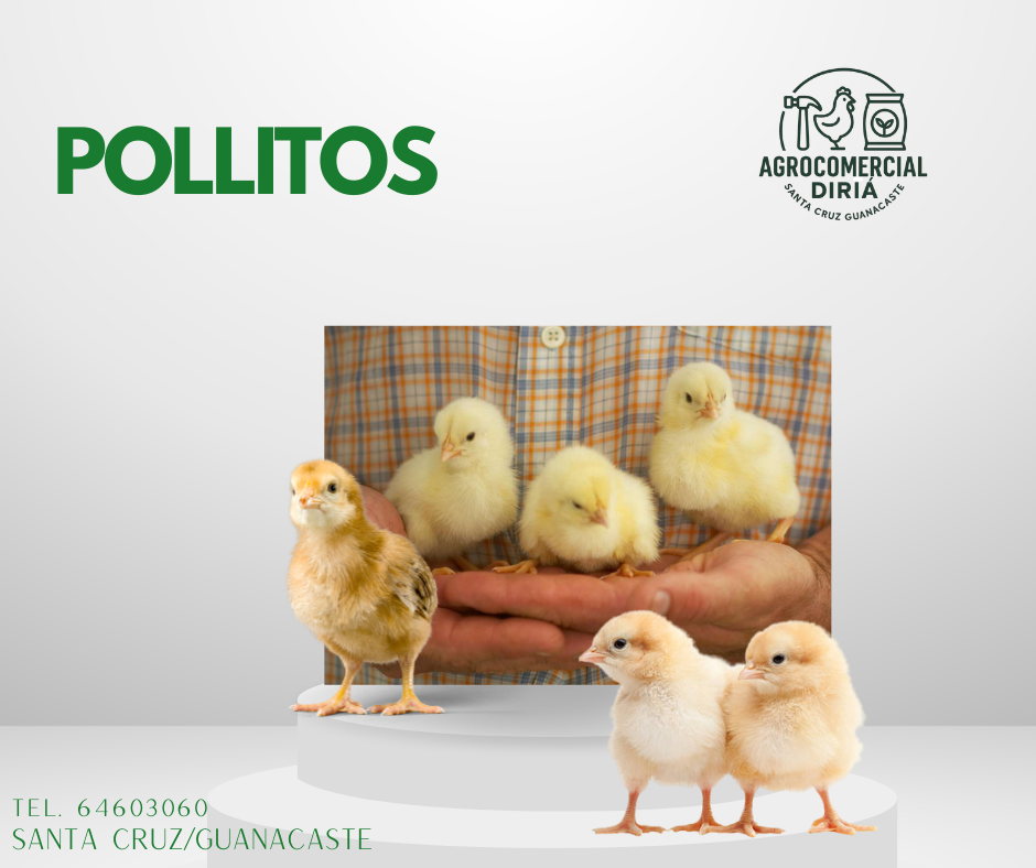 Pollito 1
